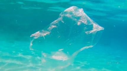 塑料杯中的蟲食革命 以生物科技終結白色污染